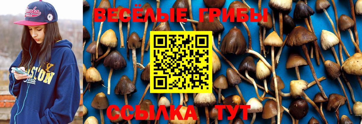 Галлюциногенные грибы Psilocybe Азнакаево